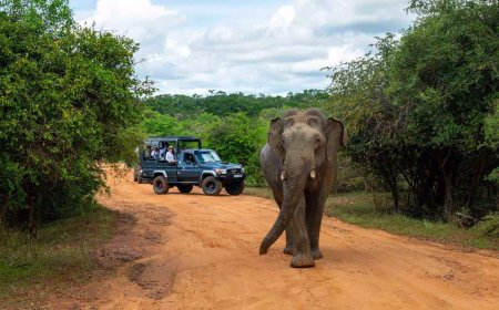 Hilton 2025 Trends Report | Hospitality Career Profile