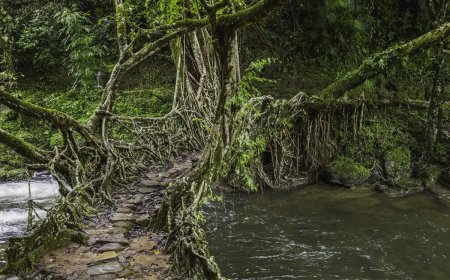 Indian travellers lead APAC with 3 in 5 planning to travel more in 2025: Report