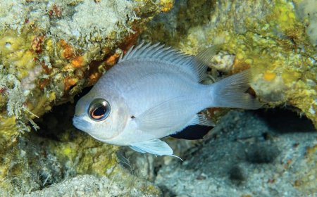 new fish species emerges in Maldivian seas