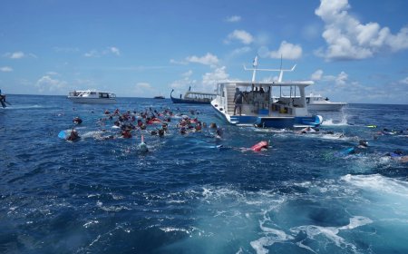 Maldives to mandate propeller guards for whale shark vessels