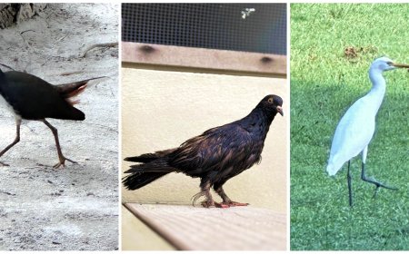 harmony of nature and luxury at Cinnamon Hotels & Resorts