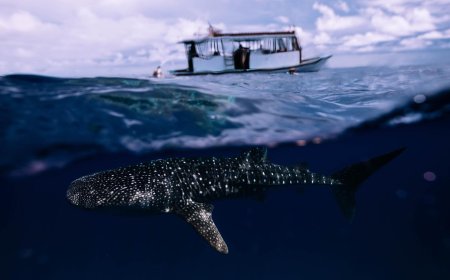 Maldives releases SAMPA management plan, requires vessel propeller guard