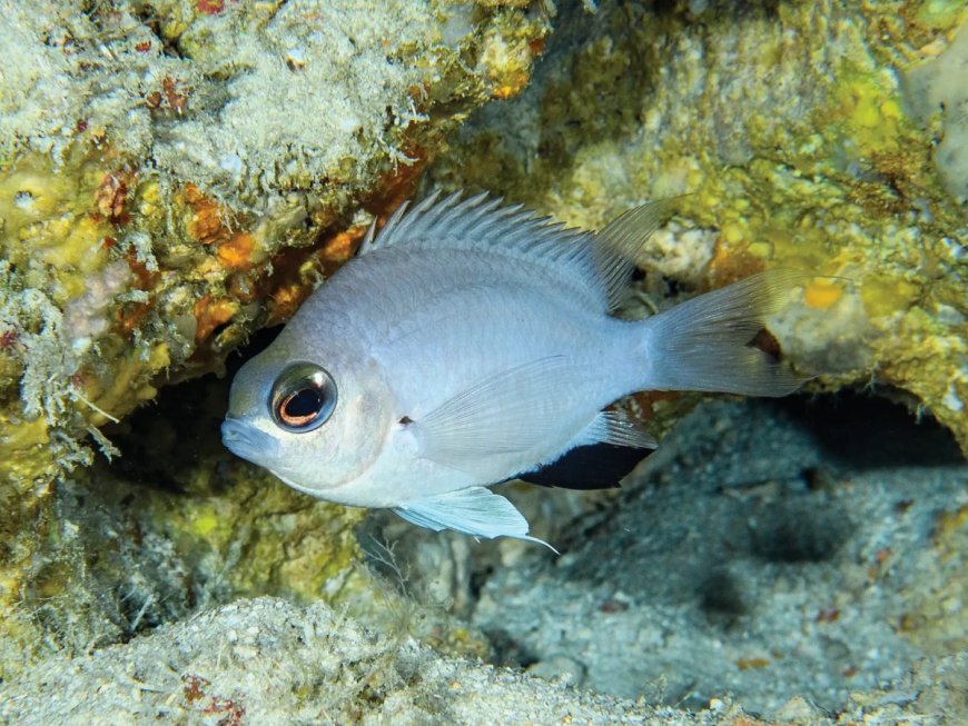 new fish species emerges in Maldivian seas