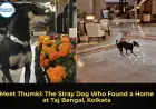 Meet Thumki: The Stray Dog Who Found a Home at Taj Bengal, Kolkata