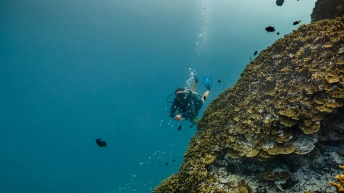 Dhawa Ihuru Rannamaari Dive Fest 2026: Maldives Reef Event