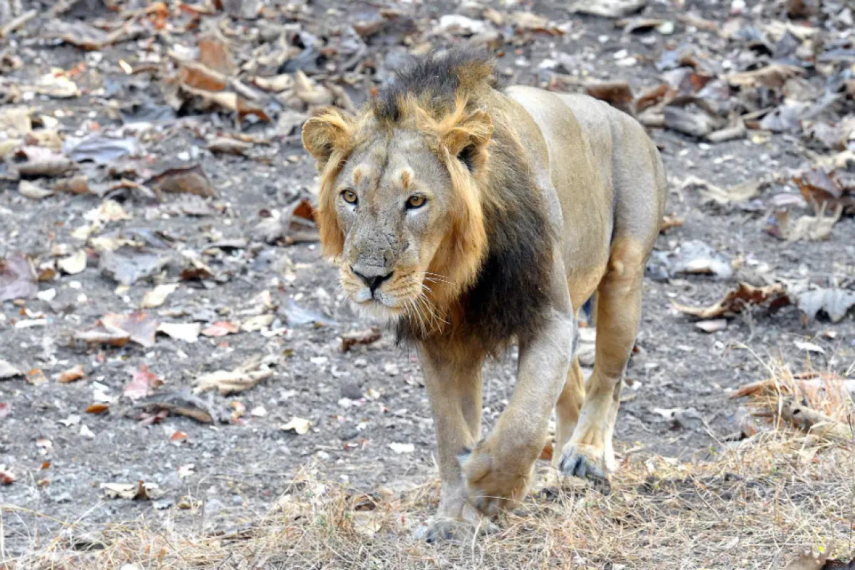 Lion kills restaurant worker in Gujarat’s Amreli district