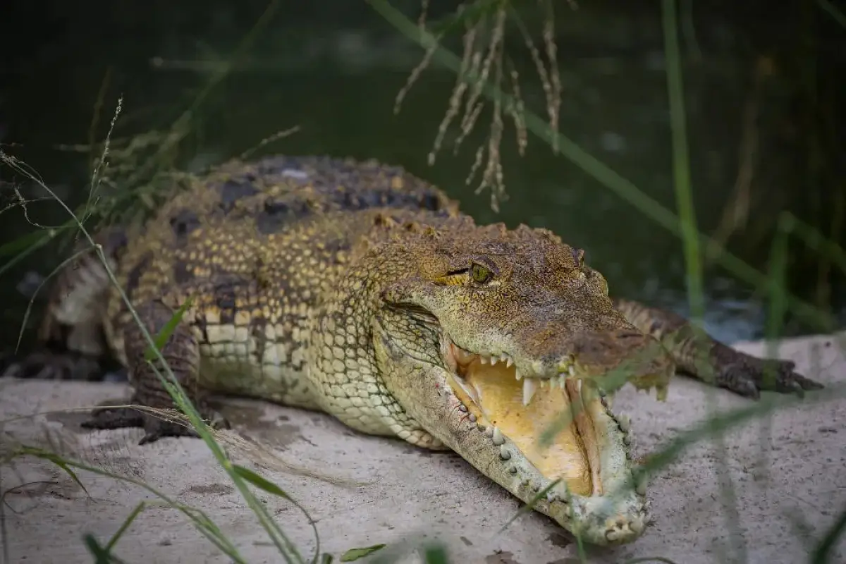 Fatal Crocodile Attack Claims Life of 28-Year-Old Man at Puerto Vallarta Resort