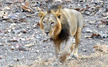 Lion kills restaurant worker in Gujarat’s Amreli district