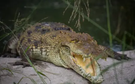 Fatal Crocodile Attack Claims Life of 28-Year-Old Man at Puerto Vallarta Resort
