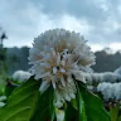 Harshitha Kushalappa