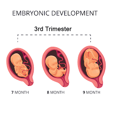 Third trimester Pregnancy