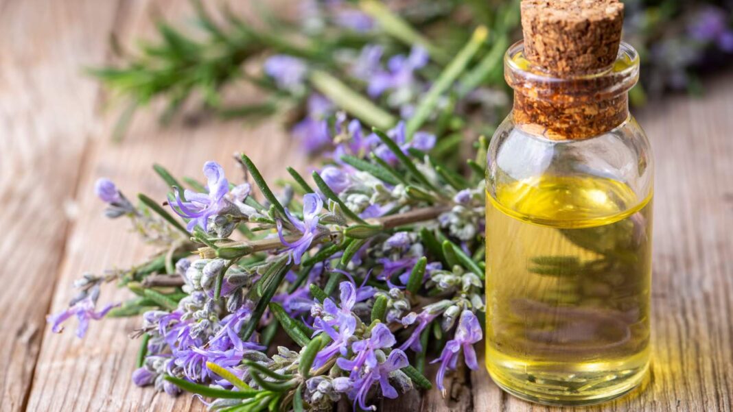 Finest rosemary oil for silky and clean hair: Prime 5 picks!