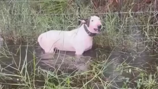 Tampa cops save helpless dog left to die in Hurricane Milton (FHP Tampa)