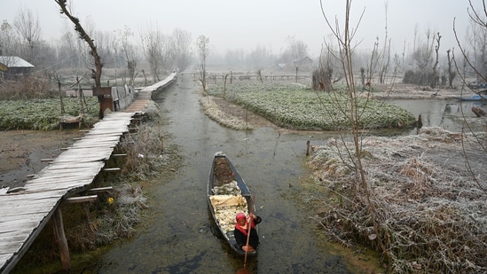 A woman rows her boat near a frost-covered area on a cold winter morning in the interiors of Dal Lake Srinagar.(HT Photo)