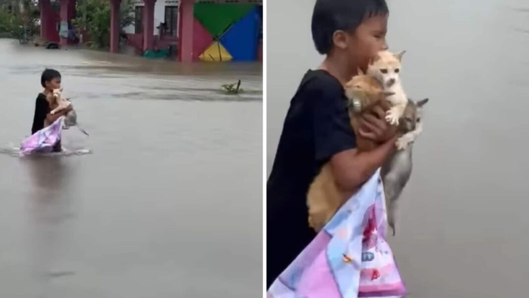 Kid saves 3 stranded cats during flood in Malaysia: ‘He’s small but with a big heart’ | Trending